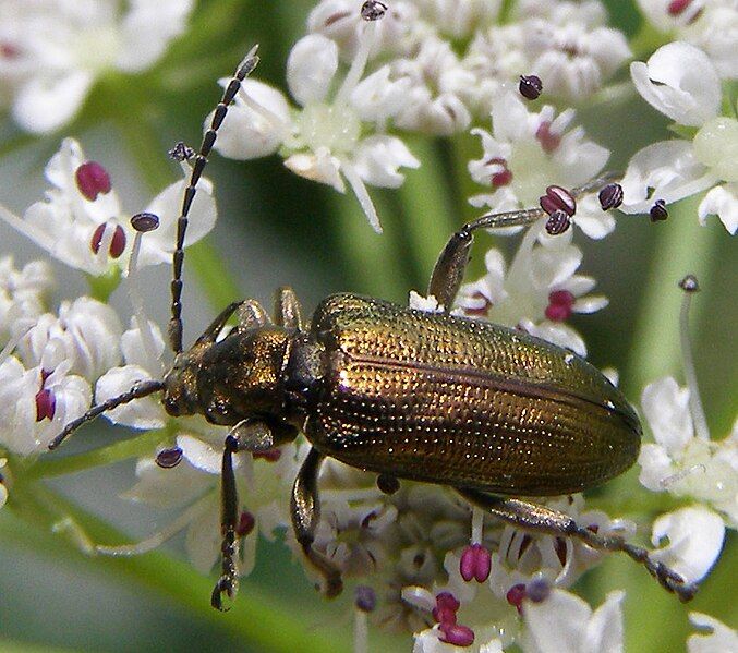 File:Coleoptera-Chrysomelidae-Donacia-semicuprea-201206170071.JPG