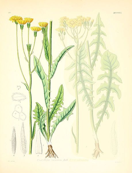 File:Crepis nicaeensis.jpg