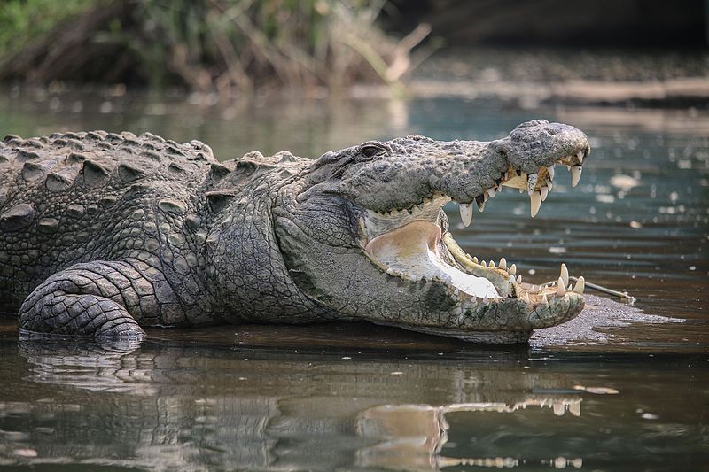 File:Crocodile Gaping.jpg