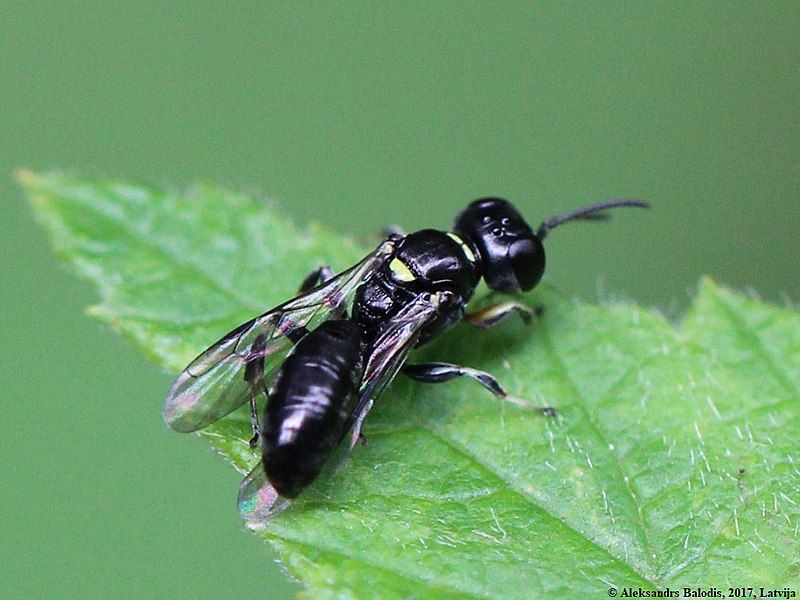 File:Crossocerus palmipes 01.JPG