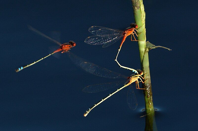 File:Damselflies (27871974163).jpg