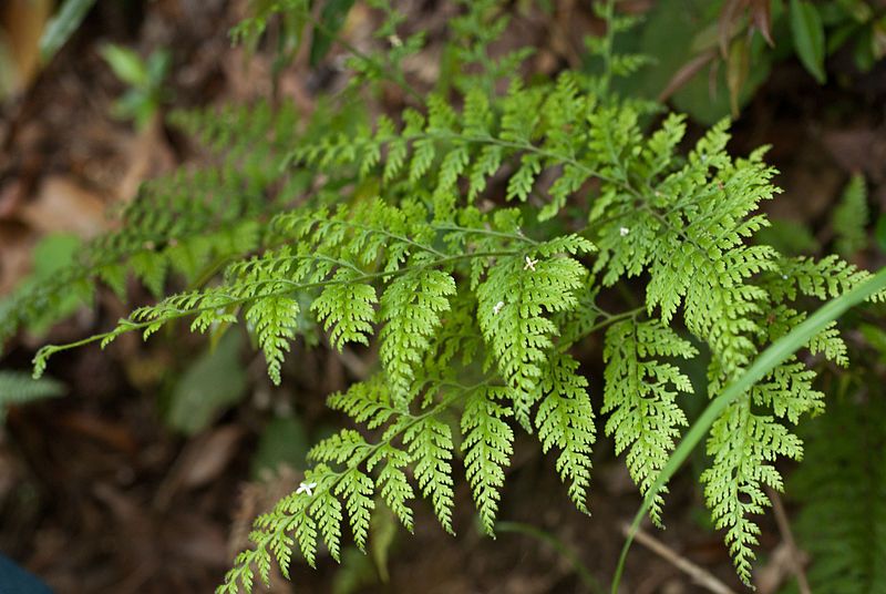 File:Dennstaedtia scabra frond.jpg