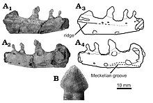 Photos and diagrams of a lower jaw bone and close-up of a tooth