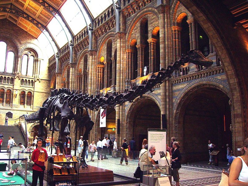 File:Diplodocus NHM.JPG