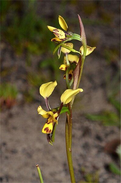 File:Diuris leopardina.jpg