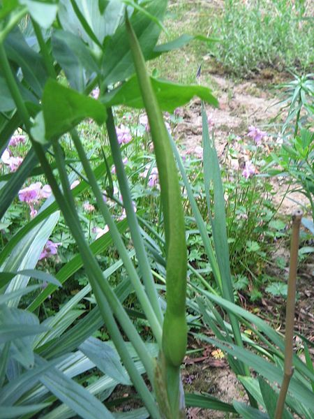 File:Dracunculus vulgaris bud.jpg