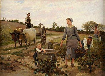 The grape harvest