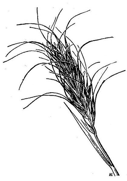 File:Elymus scribneri HC-1950.jpg