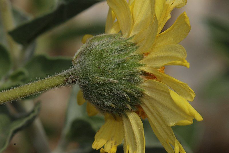 File:Encelia actoni 7937.JPG