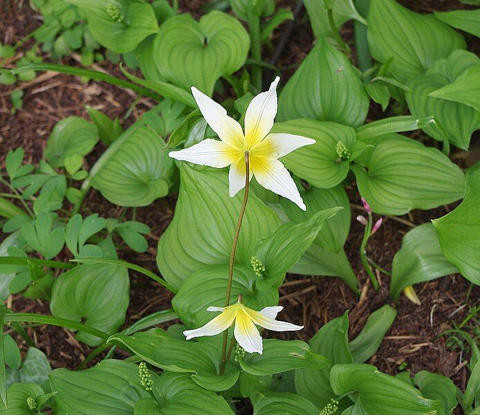 File:Erythronium helenae.jpg