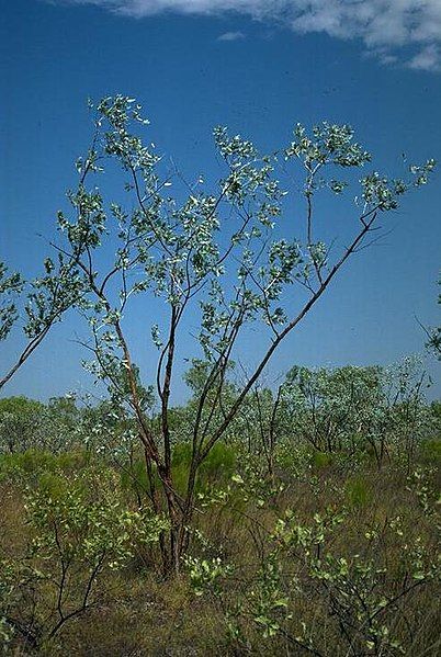 File:Eucalyptus ceracea.jpg