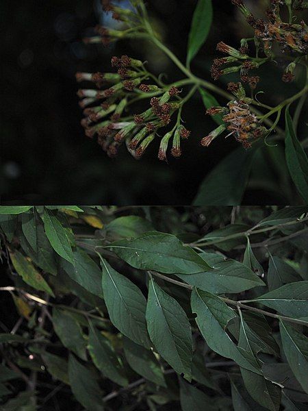 File:Eupatorium subintegerrimum.jpg