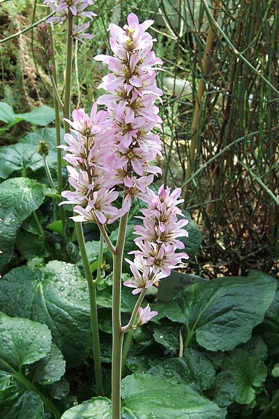 File:Francoa appendiculata pm.jpg