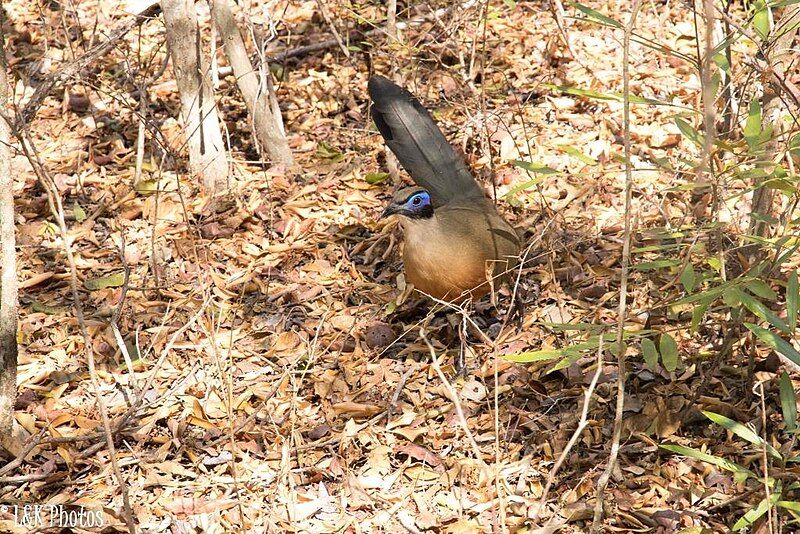 File:Giant Coua Zombitse-Vohibasia.jpg