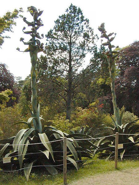 File:Glendurgan Agave 01.jpg