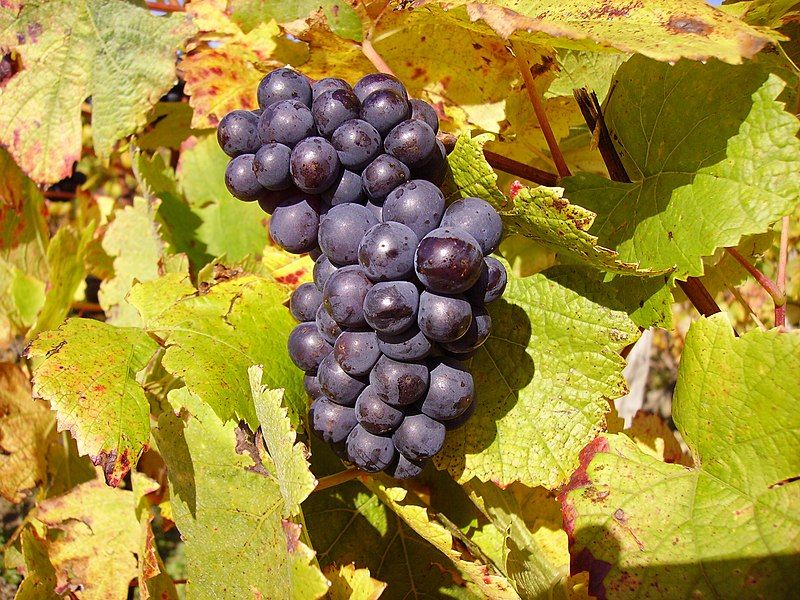 File:Grape near Sancerre.jpg