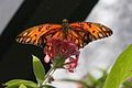 Agraulis vanillae Gulf fritillary