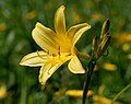 Hemerocallis lilioasphodelus