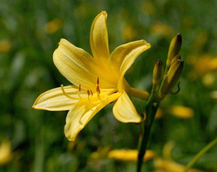 File:Hemerocallis lilio-asphodelus.jpg