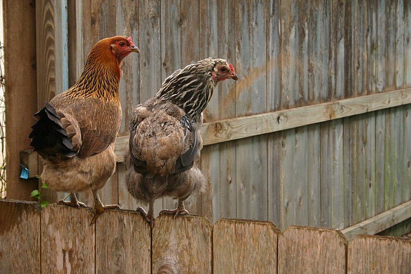 File:Hens fence sitting.jpg