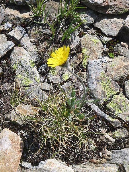 File:Hieracium alpinum03.jpg