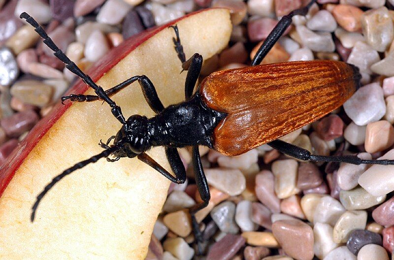 File:Leptura emarginata.jpg