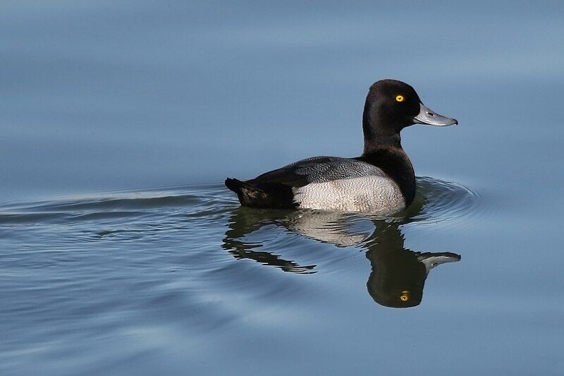 File:Lesser Scaup 2.jpg