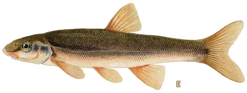 File:Longnose dace.jpg