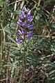 Silvery Lupin on the road to Borrego Mesa