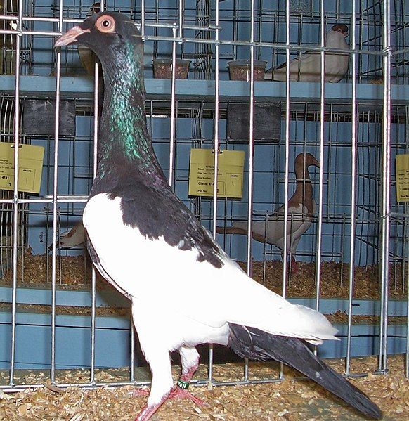 File:Magpie pigeon.jpg