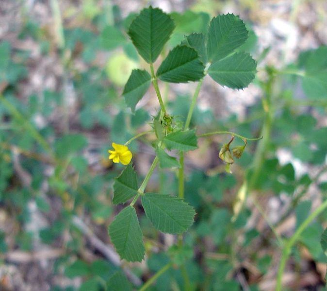 File:Medicago orbicularis1.jpg