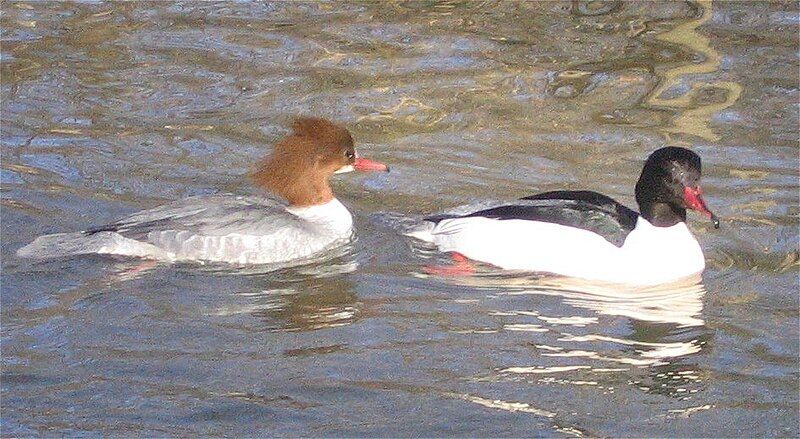 File:Mergus merganser-1.jpg