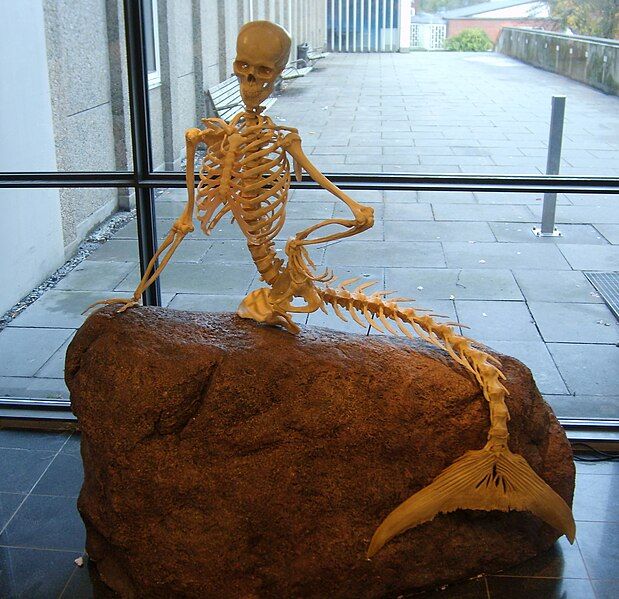 File:Mermaid skeleton.jpg