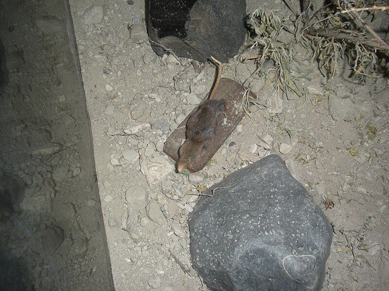 File:Merriam's shrew.jpg