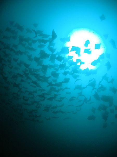 File:Mobula shoal.jpg