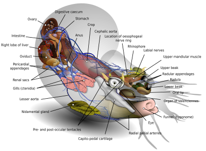 Nautilus diagram