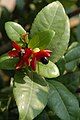 Ochna kirkii fruits