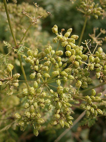 File:Oenanthe aquatica fruits.JPG