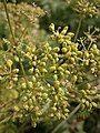 Oenanthe aquatica fruits