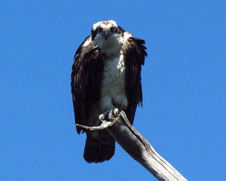 File:Osprey 1.jpg