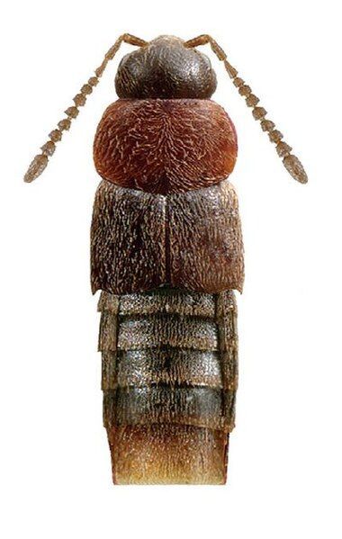 File:Oxypoda gnara.jpg