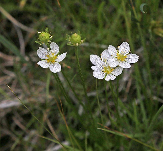 File:Parnassia parviflora.jpg