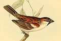 Iago Sparrow, Passer iagoensis