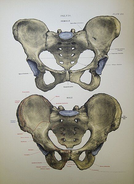 File:Pelvis (10819143624).jpg