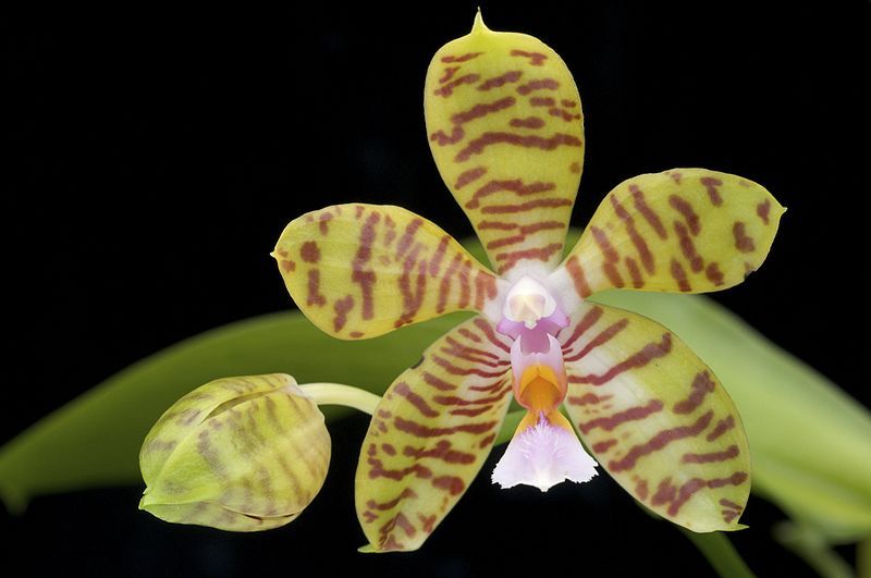 File:Phalaenopsis reichenbachiana.jpg