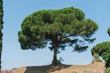 Tree in Pompeii