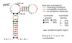 File:PotC-RNA.svg