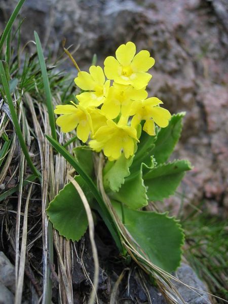 File:PrimulaAuricula.jpg