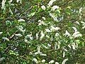 Prunus padus