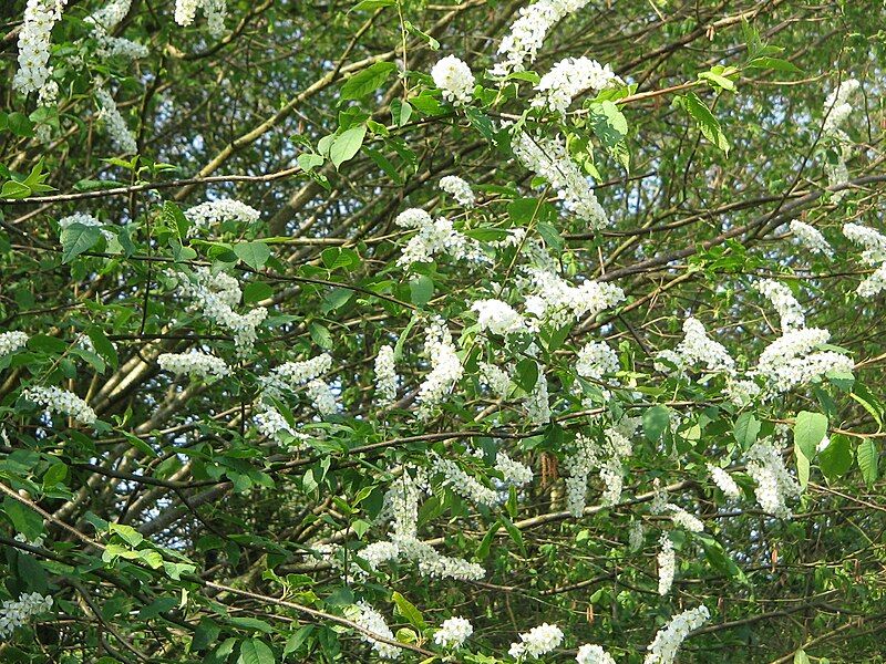 File:Prunus padus00.jpg